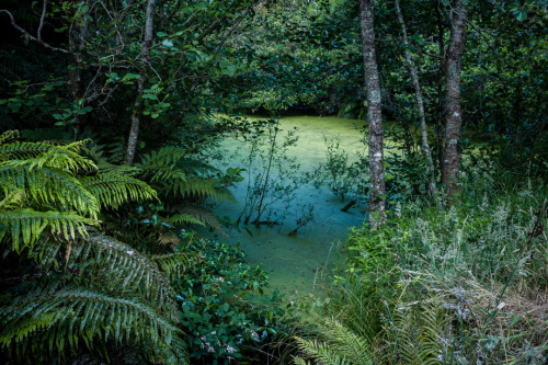 Whakarewarewa Forest aka “The Redwoods,” Rotorua