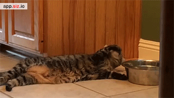 sizvideos:  Source: Siz iOS app - Video