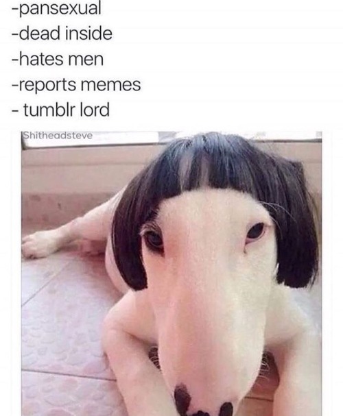 Explains tumblr pretty well.