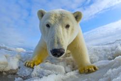 nubbsgalore:  photographs from alaska’s national wildlife refuge by steven kazlowski , who notes, “i never got close to these amazing animals, they got close to me,“ pointing out that &ldquo;polar bears are inquisitive, sociable, and super