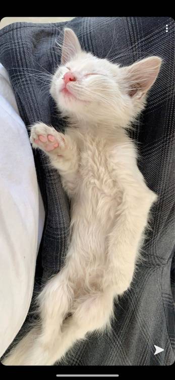 kittygallore