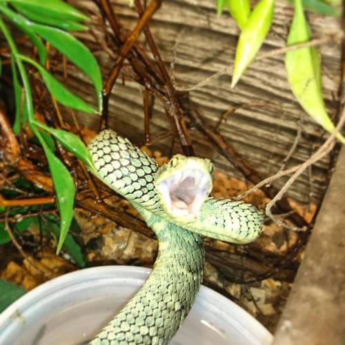 atherisx: Happy little atheris! He really hate when I put him in water Aaaaahhhhh! This water too co