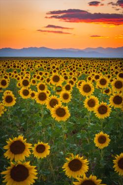 scottsmithphotography:  Denver Sunflowers