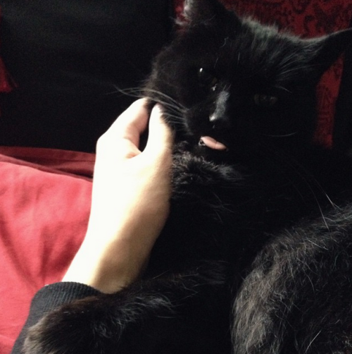 josuke-hoestar: kevin-is-kawaii:This cat is too precious @ashleyanthrax