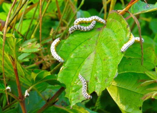 Larva of the dogwood sawfly, Macremphytus tarsatus. Oddly, it is a wasp, not a butterfly or moth. So