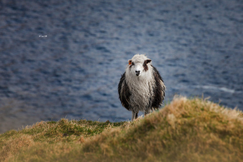 lainphotography: Back from Faeroe Islands and it was just epic!