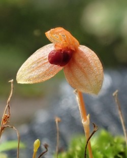 orchid-a-day:  Bulbophyllum malleolabrumAugust