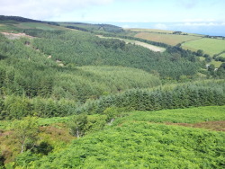 Vampyrumspectrum:  Westcott Brake, Exmoor The Very Beautiful Westcott Brake, Where