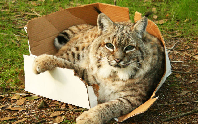 aubrey-taylor:  If I fits, I sits.  they are still cats&hellip; big cats, but