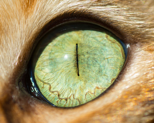 un-cerebro-hambriento:  Ojos de gatos, por Andrew Marttila.