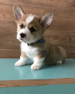 worldofcorgi:  Hello, I request snuggles