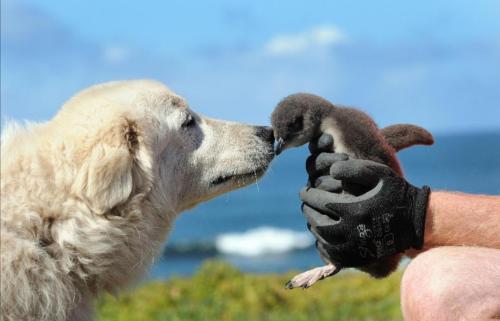 doggos-with-jobs:A dog hired to protect wild penguins from foxes