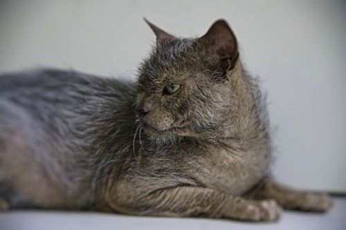 zooophagous:ainawgsd:Lykoi The Lykoi, also called the Werewolf cat, is a natural mutation from a