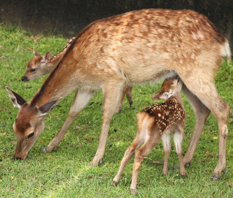 zay4ik:  New born baby 
