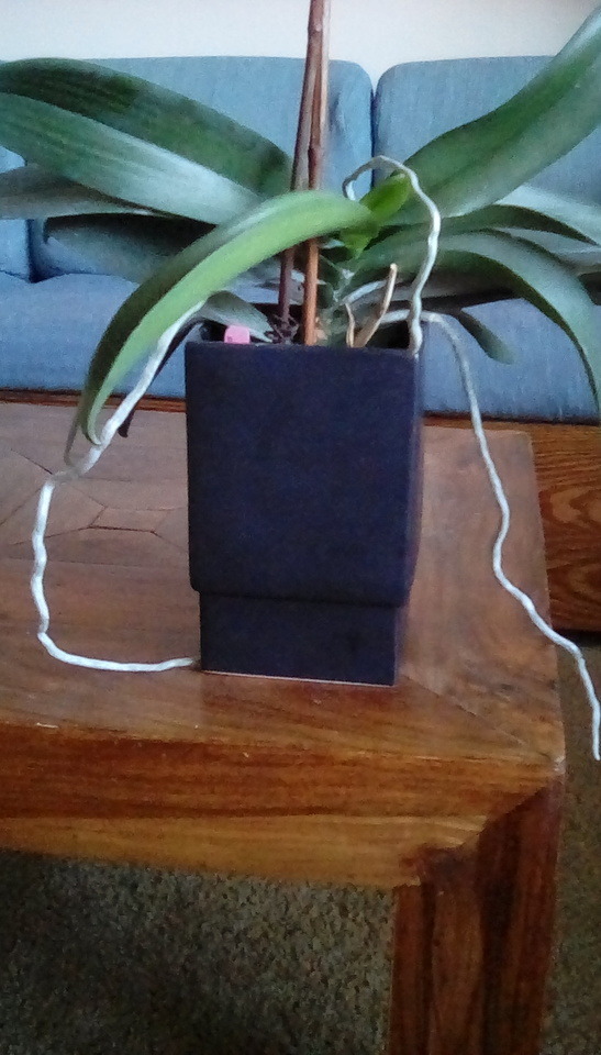 I Have A Plant That Looks Like Two Homunculi. What Should I Do?