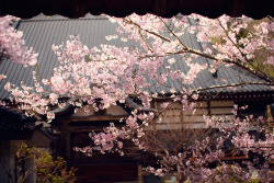 dreams-of-japan:  untitled by Sil. Paris