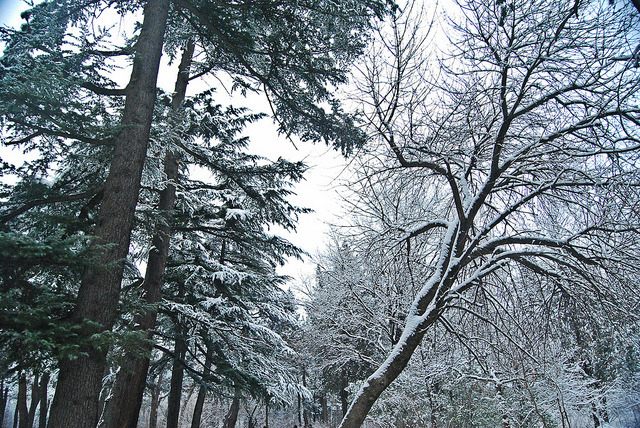 inmensus:  DSC_0159 by qei. on Flickr.   