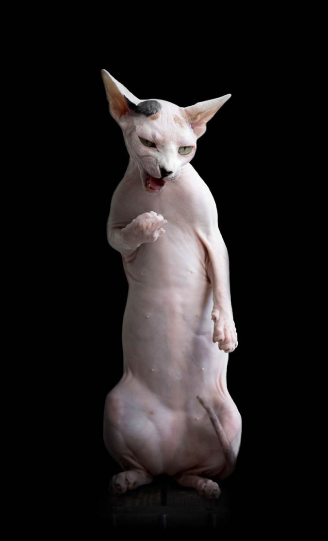 fer1972:  The Evil Beauty of the Sphinx Cat photographed by Alicia Rius