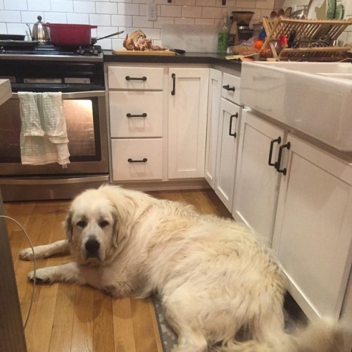 We’ve spoken with him several times that he doesn’t need to guard the chickens once they have been c