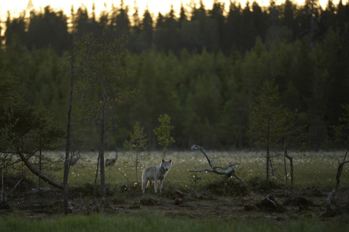 Loup gris - Grey Wolf - Canis Lupus by Samuel Raison