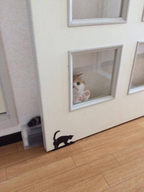 Porn photo 1poop:  kristynfergie:  kittenanarchy:  kawaii-animals-only: