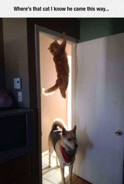 advice-animal:  Cue Mission Impossible Songhttp://advice-animal.tumblr.com/ porn pictures