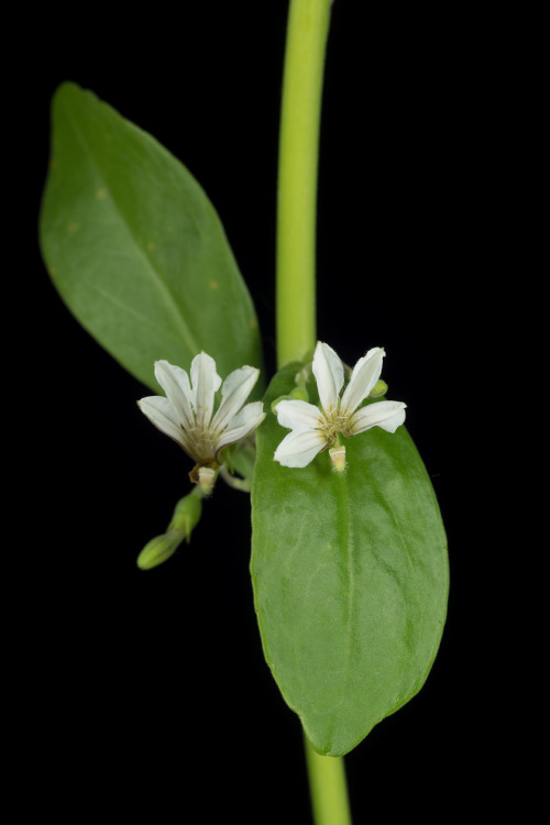 Scaevola taccada which goes by quite a few names such as beach cabbage and called naupaka in Hawaii.