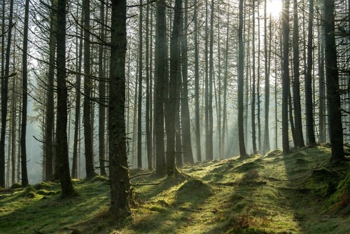 stephenearp:Larch light