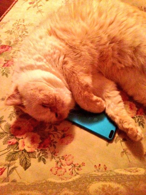 toripocalypse: why is he sleeping on my iPod