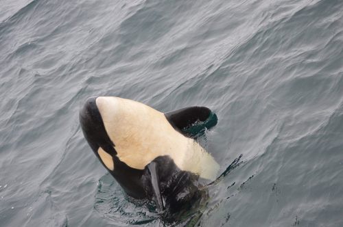 Calf checking out the humans on a sightseeing boat off the coast of Rausu Hokkaido, Japan. 06.30.201