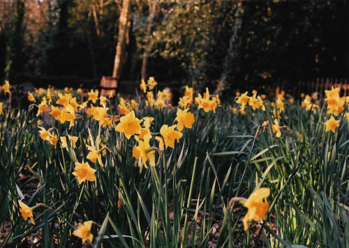 mrstarshipper:  05/03/2016Holland Park, Londontaken with Nikon FE2 