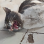cats-gazaa