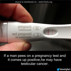 mindblowingfactz:    If a man pees on a pregnancy test and it comes up positive,he may have testicular cancer. source 