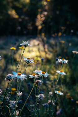 mirroredphotography:  Autumn Flowers