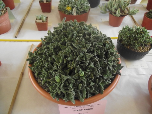 cactusmandan:Some fantastic Faucaria sp. from the mesemb show, aka Tiger jaws!