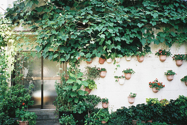 A Nature Blog