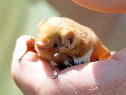 jenn-oddballpunk:  smol-bat:  Pure   @fulcrumisthebomb