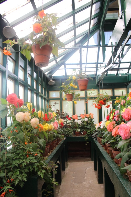 plantconstellations:found this tiny begonia greenhouse in a park in bathurst