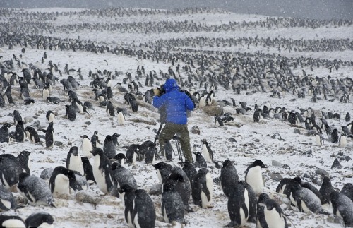 wolverxne:  Frozen Planet It has already captivated millions, taking viewers on a spectacular polar expedition to the frozen wildernesses of the Arctic and the Antarctic. And now the makers of the landmark BBC series Frozen Planet, bringing the natural