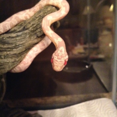 rochi-the-snek: Pbbtt