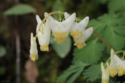 A week and a half into April and despite a cold snap, the first wave of spring ephemerals is making 