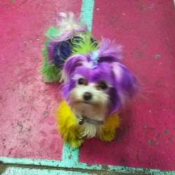 My little buddy from the #PetAsylum in the #frenchquarter of #neworleans during #mardigras. #barkus #barkusparade #dog #doggy #puppy #pet #wtf #toocoolforschool #mardigras2016 #vacation #roadtrip