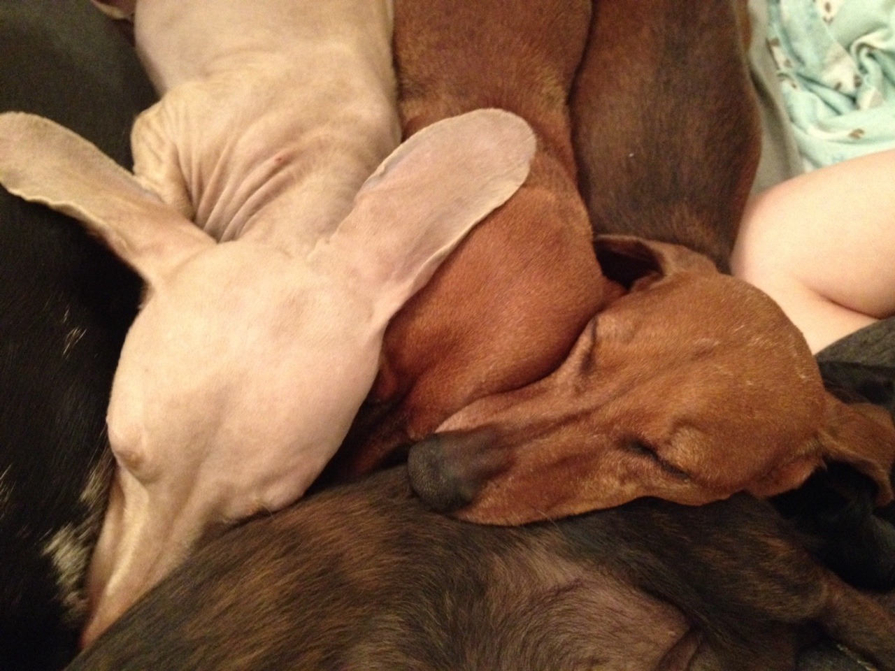 perfumed-ponce:  ivyblossom:  annanymousss:  My family runs a dachshund rescue and,