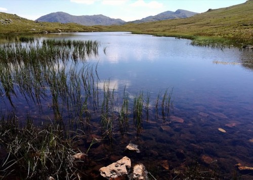 The aptly-named Red Tarn near Great Knott in the #lakedistrict was full of black #newts and very wel