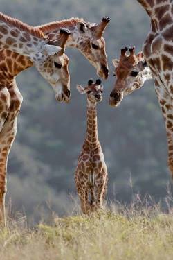 beauty-belleza-beaute-schoenheit:From imgfave.com
