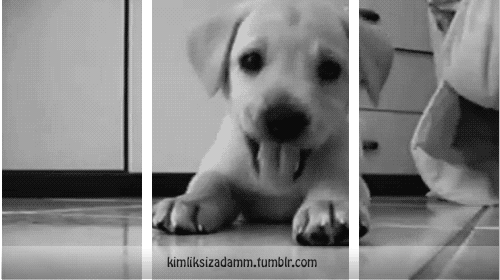 kimliksizadamm:  my dog :) :)  