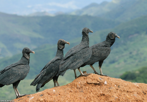 dezzoi:  Turkey Vulture Black Vulture King Vulture Greater and Lesser Yellow Headed