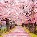 cherryblossomsandapplepi avatar