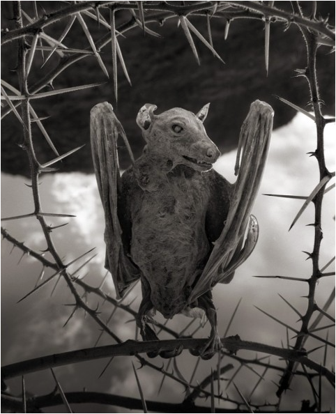  Nick Brandt     Calcified Bat, Lake Natron, Tanzania     2012 