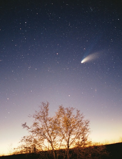 Photo of the comet Hale-Bopp above a tree. This picture was taken in the vicinity of Pazin in Istria